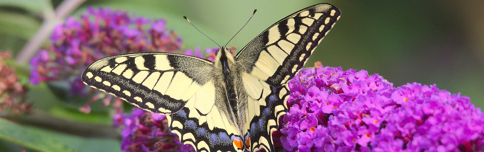 Schmetterling sitzt auf lila Blüte eines Sommerfliederstrauchs